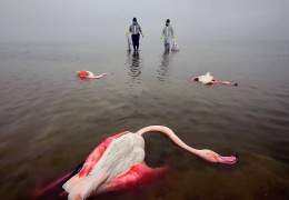 Kuşların Acı Ölümü