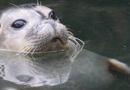 2 bin 500 Hazar foku öldü