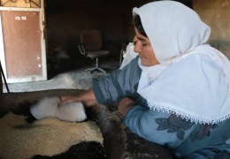 Newala Nérdûş'ta tahin geleneği