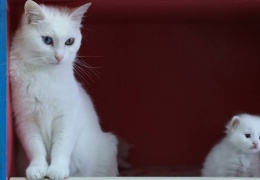 Kediler Kurdistan’da evcilleştirildi