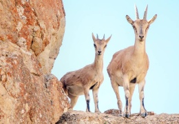 ‘Dağ keçileri yaşasın’