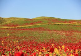 Amed sarı kırmızı yeşile büründü