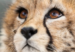 İran’ın tek mutluluğuydu