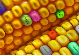 GDO’lu gıda AB gündeminde