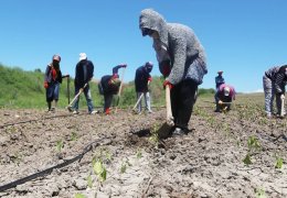 Bir mevsimlik sömürü