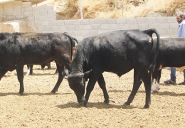 Besiciler isyanda