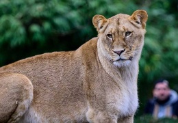 Berlin’de aslan avı sürüyor