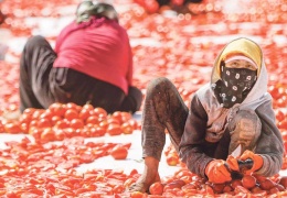 6 kız kardeş günde 16 saat domates kesiyor