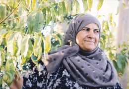 İklim krizine karşı kavak ağaçları