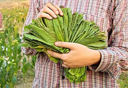 Gecenin karanlığında çocuk tütün işçileri