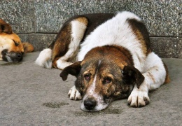 Dost-düşman ve sokak