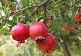 Biz nar ağacıyız, sen dar ağacı...