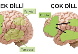 Çok dilli evlerde büyüyen bebeklerin beyin yapıları farklı