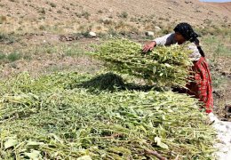  Susamlar tahin için kurutulmaya bırakıldı