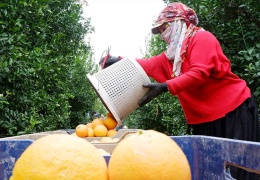 Sabahın ilk ışıklarıyla tarlaya
