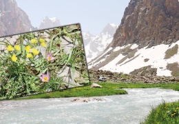 Cilo Dağı’nın Berfinleri