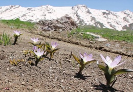 Kendi kökleri üzerinde filizlenmek