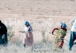 Jiyan Projesi:4 bin meyve ağacı dikildi