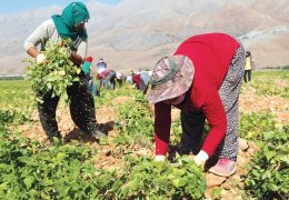 Salgın şartları zorlaştırıyor