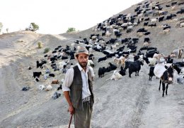 Yanan ağaç değil insanlık!