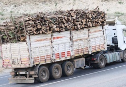 Şırnak’ta ormanın yüzde 8’i yok edildi