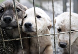 Kıyım ve katliamlara dur de