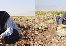 Ceylan, Zehra ve Şehnaz: Bir avuç fıstık için…
