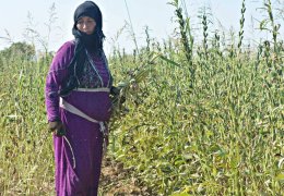 Kobanê’de susam mevsimi