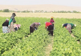Tarlada 12 saat