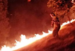 Ekoloji mücadelesinde 'Beyaz Türk' bakışı