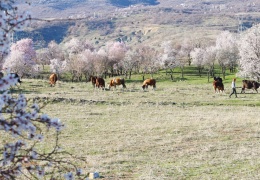 Kürdistan’da bahar