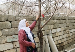 Her Nisan’da bir ağaç