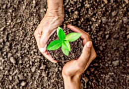 AB üç milyar fidan dikecek    