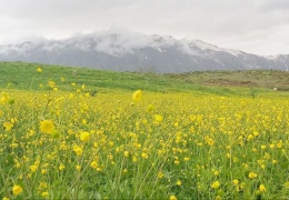 Her bahar görsel şölen