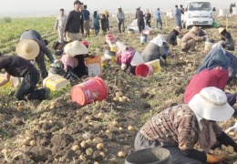 Halepçeli kadınlar kararlılıkla ayakta