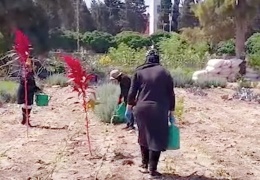 Sur’un tohumlarında umutlar yeşeriyor