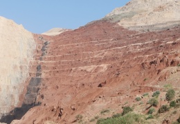 Orman cellatları