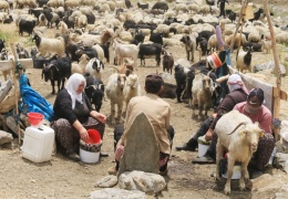 Bêrîvanlar göç ediyor