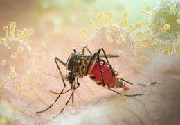 Chikungunya salgını kapıda