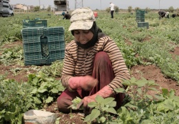 Tarlada yevmiye dahi çıkmıyor