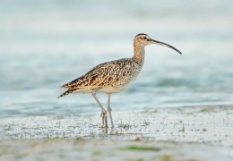 İnce Gagalı Kızkuşu yok oldu