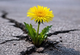 Betonu delen çiçek kadar özgür değilsiniz