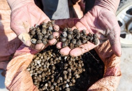 Küresel gübre kıtlığına doğru