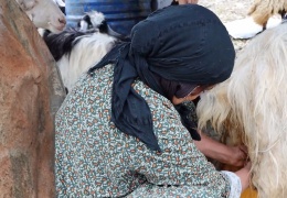 Koçerler gerilla ile güvende