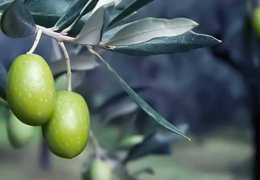 Bundesregierung verschließt Augen vor Olivenraub in Efrîn