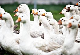 62 bin hindi ve ördek itlaf edilecek