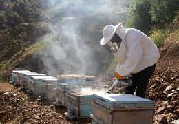 JES’lerden arı katliamı!