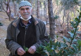 Tek başına 20 bin ağaç dikti