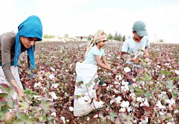 Pamuk tarlalarında kölelik koşulları