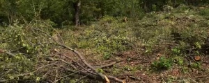 Tîkera'da 300 ton ağaç kesiliyor